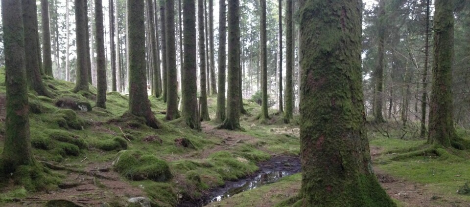 BLI ELLER FORSVINN? Skal vi fortsette å plante sitkagraner eller skal vi fjerne hele treslaget fra norsk jord?
(Foto: Kystskogverket)