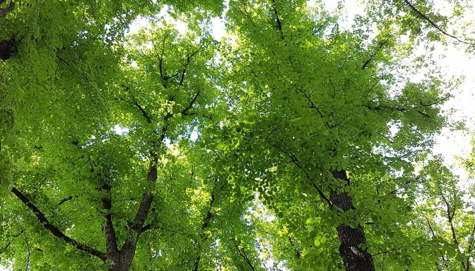 Felling av trær har alltid vært en kilde til nabokrangler, men standarden tar også hensyn til andre verdier enn et eventuelt erstatningsbeløp. Du kan lese mer om den nye standarden i neste utgave av magasinet Utemiljø & Idrettsanlegg.
