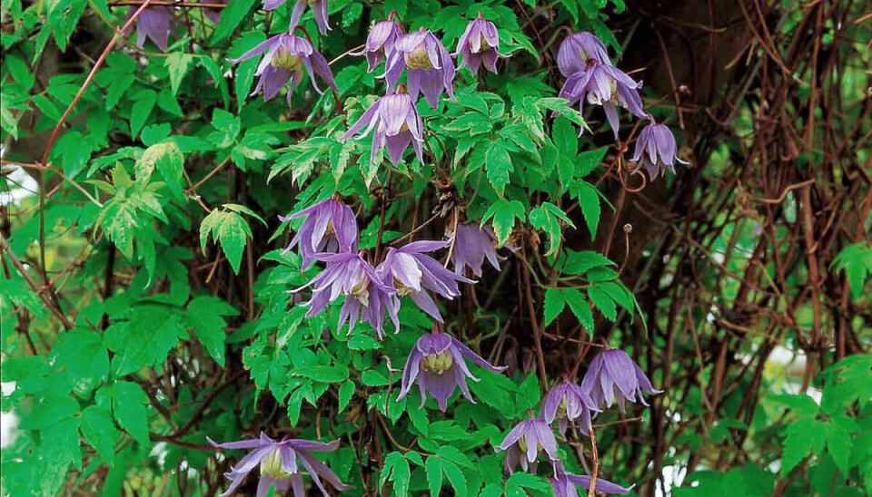 SVÆRT HØY RISIKO BARE I ØYER KOMMUNE: – Alpeklematis, Clematis alpina, har svært høy risiko knyttet til kryssing med den sterkt truete arten skogranke som vokser i Øyer kommune. For alle andre områder er alpeklematis vurdert uten økologisk effekt. I henhold til forskriften er alpeklematis søknadpliktig kun om den skal brukes i Øyer, og foreslås nå forbudt ved planting i Øyer. Dette er vi helt enig i.