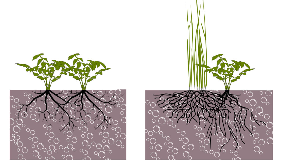 To stauder med dypt rotsystem vs en staude med dypt rotsystem og et gress med grunt rotsystem. Større deler av jordvolumet blir utnyttet ved å bruke to ulike arter, dette kan gi bedre infiltrasjon i systemet.