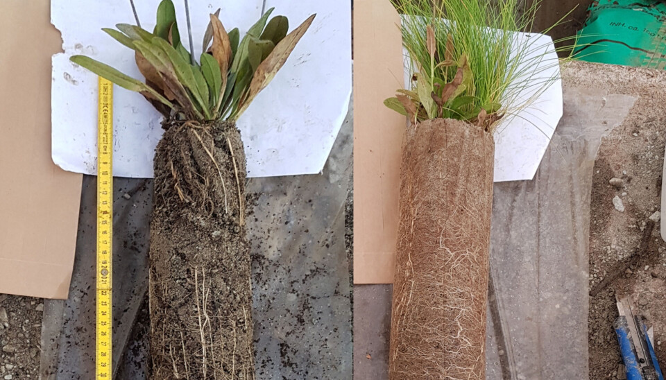 Nøkkelen til vellykket overvannshåndtering i regnbed