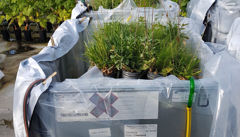 Nøkkelen til vellykket overvannshåndtering i regnbed