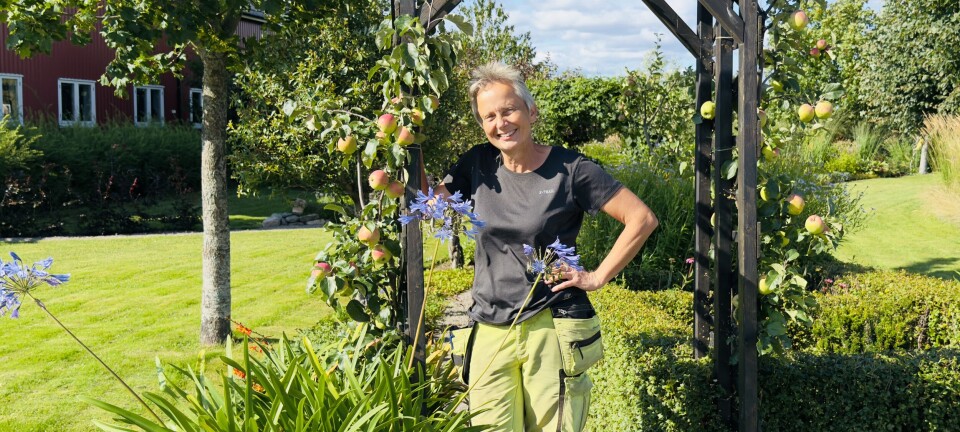 10 smarte hagegrep før vinteren – slik redder du plantene dine!