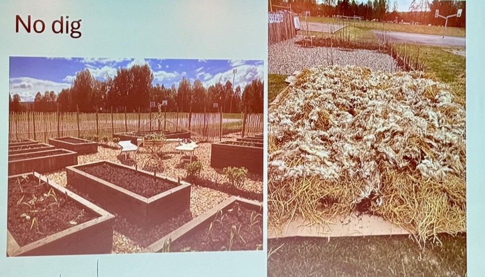 Opphøyde bed og no-dig-metode i skolehagen på Elvis. Elever lærer om jordliv, frø, mikroøkosystemer og praktisk dyrking i et pedagogisk grønt miljø.