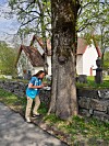 Person behandler en stor alm med DutchTrig ved en steinmur nær en kirke.