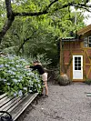 Person steller hortensiaer i en frodig hage ved en rustikk bygning.